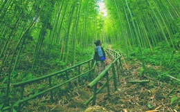 Mê mẩn ngắm nhìn rừng trúc đẹp như phim kiếm hiệp ở Mù Cang Chải