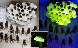 Bí ẩn về tổ ong bắp cày phát sáng dưới tia UV
