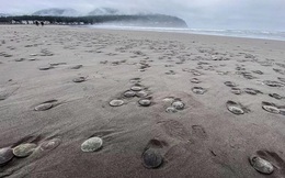 Hàng nghìn con 'đô la cát' trôi dạt vào bờ biển Oregon một cách bí ẩn