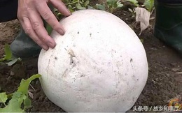 Nhờ người thẩm định “quả bóng” màu trắng tìm thấy trên núi, ông lão chết lặng khi chuyên gia nói: “Đặt nó lại chỗ cũ và rửa tay ngay trước khi quá muộn”