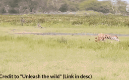 Một mình sư tử đực cũng có thể hạ gục một con hươu cao cổ to lớn, bí mật là gì?