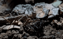 Bọ ngựa hạ gục nhện góa phụ độc nhất thế giới, kết cục vẫn là cái chết bất ngờ!