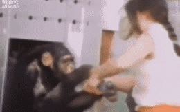 Cứu 2 con tinh tinh thoát khỏi phòng thí nghiệm, 25 năm sau người phụ nữ sững sờ chứng kiến chuyện kỳ lạ xảy ra