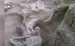 Tìm thấy nghĩa địa 9 triệu năm tuổi chôn cất tê giác, ngựa và hà mã cổ đại