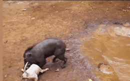 Clip: Lợn rừng tử chiến chó Pitbull và cái kết gay cấn đến khó tin