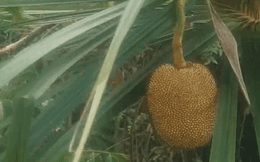 Chàng trai bắt gặp cây lạ khi đi rừng: Lá dứa nhưng lại ra quả mít, tuy nhiên sự thật là gì?