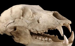 Tìm thấy bằng chứng gấu nâu 32.500 năm trước đã từng sống ở gần Tokyo