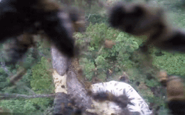 Mạo hiểm trèo lên ngọn cây cao để lấy các tổ ong khoái 'siêu khủng'