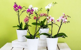 Vị trí trồng cây phong thủy mang lại tài lộc, may mắn cho gia chủ