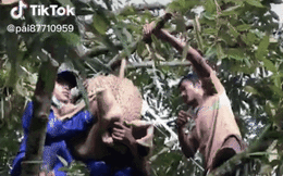Hoảng hồn với trái sầu riêng nặng tới 23kg ở nước bạn, từ lúc thu hoạch tới khi xẻ ra đều khiến người ta giật mình
