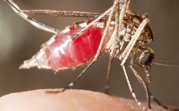 Chuyện gì sẽ xảy ra nếu chúng ta "xóa sổ" toàn bộ loài muỗi?