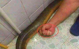 Bố chồng bắt được con lươn "khủng" mang về nhà, con dâu vô tư mang đi chế biến món ăn: May phúc chưa ai ăn!