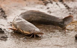 Mò đi kiếm ăn, chuột mất mạng trong bụng cá nheo dù cá sống dưới nước, chuột sống trên bờ: Chuyện gì đã xảy ra?