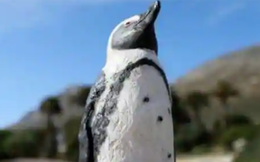 Ong mật tàn sát 63 con chim cánh cụt quý hiếm