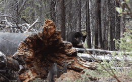 Phát hiện con gấu đen to lớn, thợ săn lập tức đưa một thứ lên miệng khiến con gấu 'chạy mất dép'