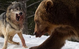 Các nhà khoa học lần đầu ghi nhận cảnh tượng chó sói 'dàn cảnh' để bắt gấu nâu