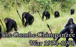 Chiến tranh tinh tinh: Vì tranh giành quyền lực mà những con tinh tinh này đã tổ chức một cuộc chiến đẫm máu kéo dài 4 năm