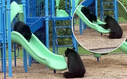 Khoảnh khắc thú vị gấu mẹ dạy con chơi cầu trượt