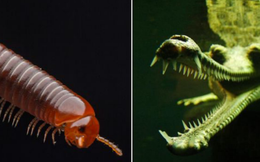 8 loài vật có vẻ ngoài ''lừa đảo'' nhất: Trông nguy hiểm mà hiền khô, bất ngờ nhất là loài cuối cùng