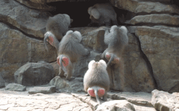 Khỉ đầu chó một mình chống cả đàn khỉ đực nhưng vẫn khiến kẻ thù chùn bước