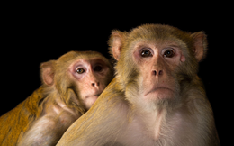 Cảm giác "cóng" không chỉ có ở con người: Khỉ cũng bế tắc trước áp lực