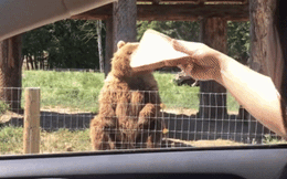 Đang đi trên xe thì thấy chú gấu vẫy tay ra hiệu, 2 cô gái phát hiện bất ngờ thú vị khi dừng lại