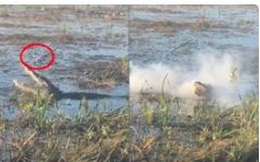 Cận cảnh cá sấu vồ lấy drone của nữ TikToker đang bay vo ve trên đầu, cắn cháy cả drone khiến khói bốc mù mịt