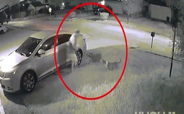 2 con chó Pitbull lao vào cắn người, hàng xóm phải dùng súng bắn hạ