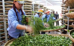Bán 5 container chè, doanh nghiệp Việt có nguy cơ mất trắng 140.000 USD