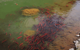 Dòng sông nhuốm đỏ bởi hàng chục triệu sinh vật di cư từ biển vào, đây là sinh vật gì?