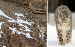 Góc tinh mắt: Đố bạn tìm được con báo tuyết trong những hình này