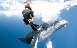 Khoảnh khắc nữ thợ lặn chạm trán với cá voi lưng gù và cái kết