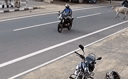 Clip: Gây tai nạn, bò nhanh chóng "tẩu thoát" khỏi hiện trường