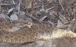 Video: Hãi hùng cảnh rắn đuôi chuông cắn ngập hai răng nanh và tự tiêm nọc vào cơ thể mình