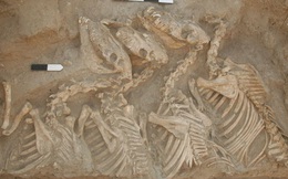 Phát hiện "Kunga" 4.500 tuổi, "quái vật" đầu tiên lai giữa 2 loài khác nhau
