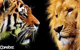 Bạn đang ở vách vực, bên trên là hổ gầm, dưới vực là sư tử đói: Làm thế nào để toàn mạng?