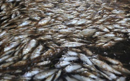 Cá chết đầy mương thoát nước KCN Tam Thăng: Dòng nước nóng bất thường!