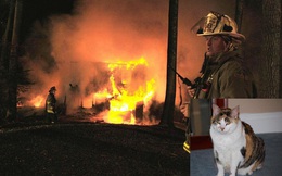 Những con mèo... đốt nhà: Thống kê giật mình từ Hàn Quốc khiến người nuôi mèo hoảng sợ