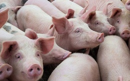 Giá lợn hơi tăng đồng loạt, tiến sát mốc 60.000 đồng/kg