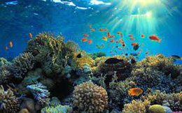 Ngắm rạn san hô tuyệt đẹp và quý hiếm ẩn sâu ở đáy đại dương