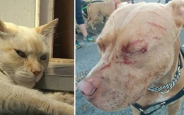 Mèo du côn 1 mình cào nát mặt 7 chú Pitbull, "đánh" luôn cả chủ chó nhập viện