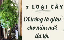 7 loài cây hoa được mệnh danh là ‘cây phú quý’: Vừa mang ý nghĩa tốt lành vừa hút tài lộc