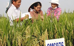 Tại sao giáo viên không được mua, nhận tặng cho đất trồng lúa?