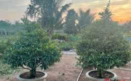 Đại gia Hà Nội chi gần trăm triệu mua cặp mai vàng chơi Tết
