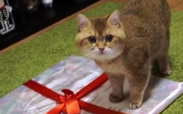 Được tặng chiếc bát mới, 30 phút sau, chú mèo đáp lễ bằng món quà khiến cô chủ 'tăng xông'