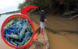 Căng lưới khắp rừng dừa nước, nhóm người thu hoạch 'sinh vật lạ': Gần nửa triệu đồng/kg