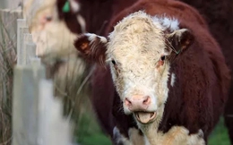 Nơi số bò thịt gấp đôi số dân: Gia súc ợ hơi, nông dân phải trả tiền