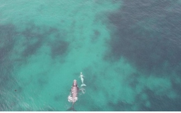 Hình ảnh cá voi bạch tạng hiếm gặp chơi đùa ở ngoài khơi Australia