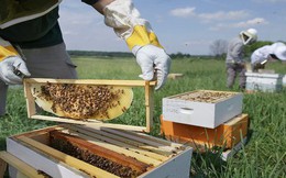 Nghiên cứu mới cho thấy loài ong có khả năng thay đổi thời tiết