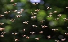 Đàn ong có khả năng thay đổi thời tiết
